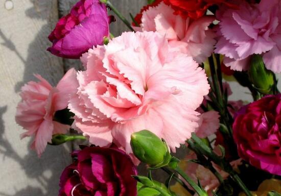 康乃馨花語是什么，康乃馨是送給什么人的