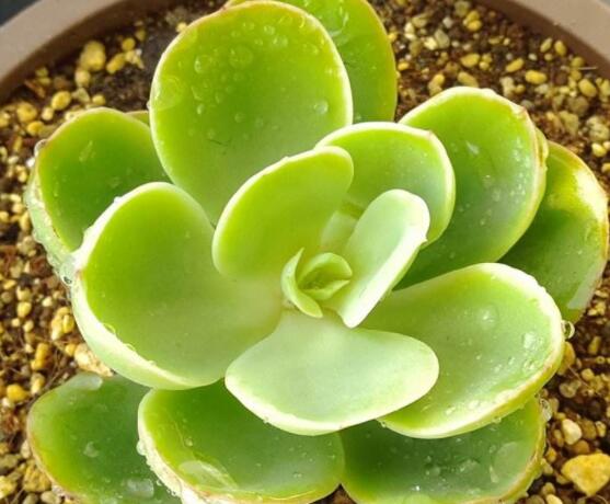 寶石花怎么澆水，不同季節(jié)不同澆水量(控水為主)