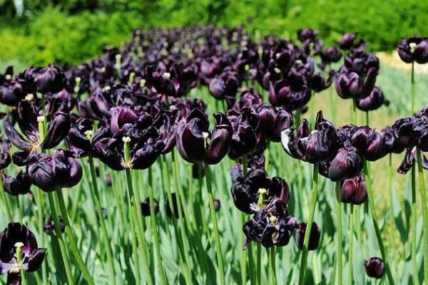 黑色郁金香花語(yǔ)，神秘、高貴的象征