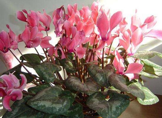 仙客來葉子發(fā)黃的原因，仙客來葉子發(fā)黃怎么辦