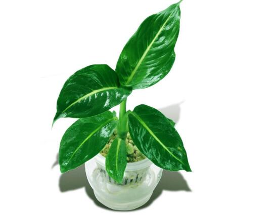 萬年青可以水培嗎，萬年青水培方法