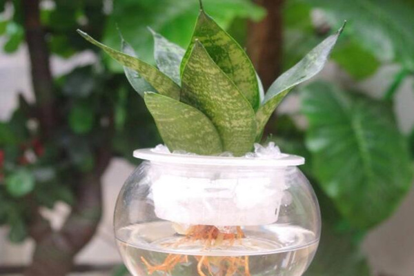 水培虎皮蘭怎么過(guò)冬，虎皮蘭安全越冬5大要點(diǎn)