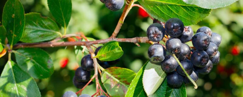 蘭梅樹幾年結(jié)果