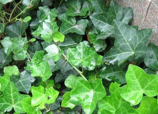 常春藤有毒嗎，常春藤可以放臥室嗎