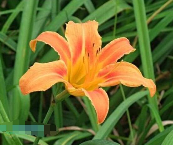 香水百合的種植方法，擇健康種球/注意消毒選擇合適盆土