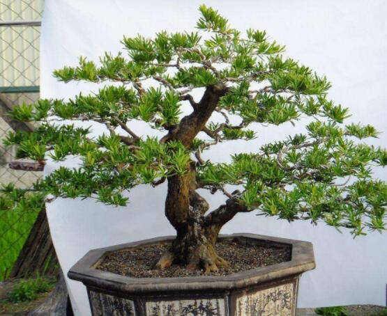 羅漢松可以放客廳嗎，可以/帶來(lái)主人家福氣、鎮(zhèn)守財(cái)寶