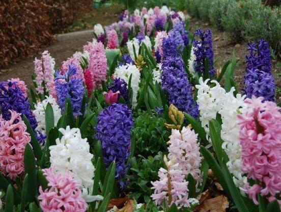 風信子的養(yǎng)殖方法和注意事項，6個步驟幫你養(yǎng)好風信子