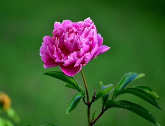 芍藥花圖片和品種名，欣賞最好看的四大品種