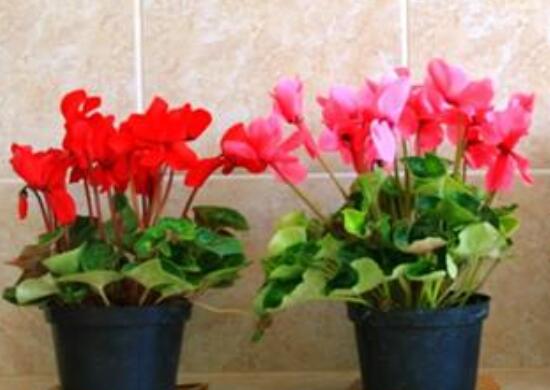 仙客來(lái)盆栽注意什么，盆栽仙客來(lái)養(yǎng)護(hù)方法