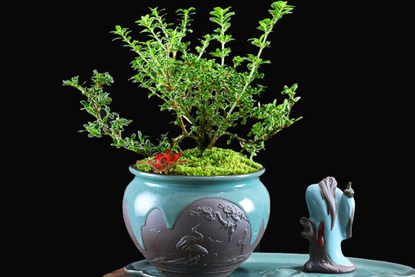 為什么六月雪不開(kāi)花，以下5種原因都會(huì)導(dǎo)致它不開(kāi)花