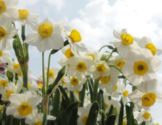 水仙花代表什么含義，純潔的愛(ài)情、吉祥祝福