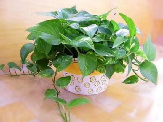 綠蘿怎么澆水，啤酒澆綠蘿的正確方法