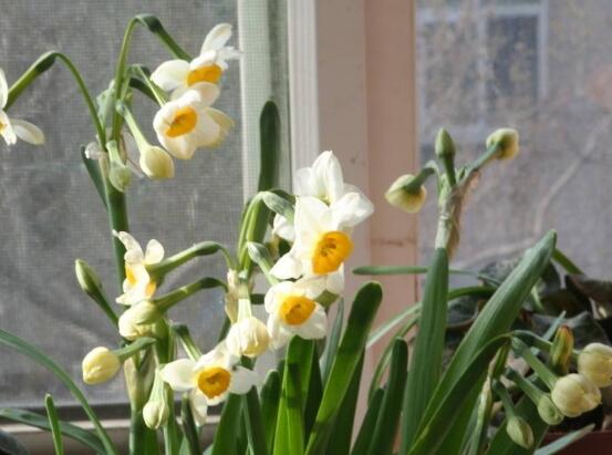 水仙花怎么施肥，水仙花施肥方法