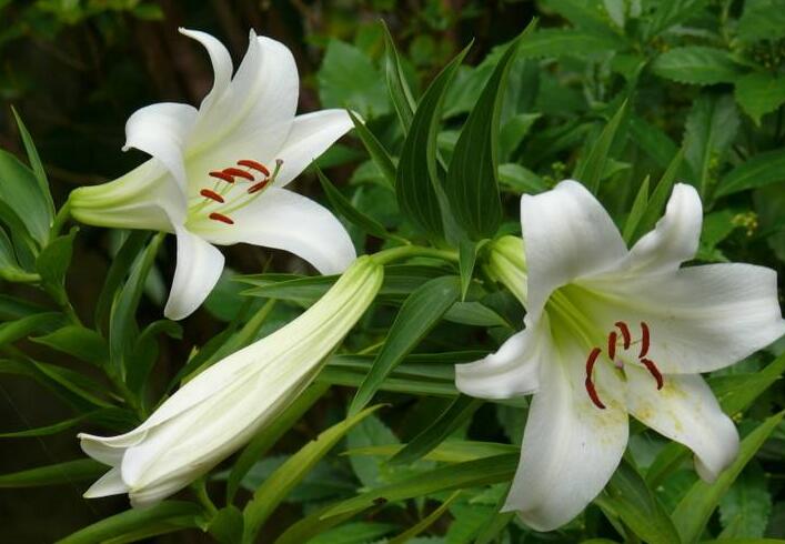 新鮮百合花能吃嗎，有的可以有的則不行