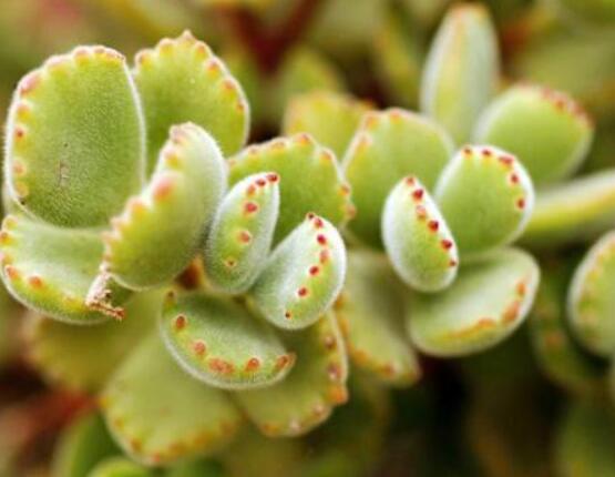 熊童子怎么養(yǎng)才能飽滿，老農(nóng)總結(jié)五個(gè)重要養(yǎng)護(hù)措施