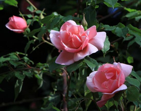 養(yǎng)月季花最好用什么土，保持土質(zhì)微酸性肥沃疏松透氣