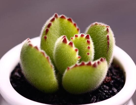 熊童子掉葉子怎么回事，三種原因以及解決方法