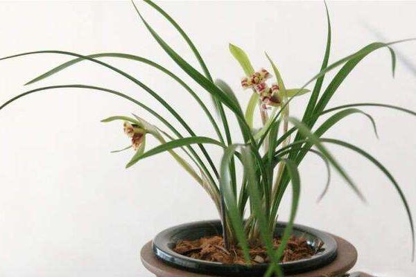 蘭花花苞發(fā)黑脫落怎么辦，多是施肥量大、澆水過多