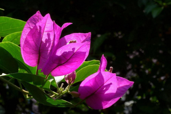 三角梅的養(yǎng)殖方法和注意事項