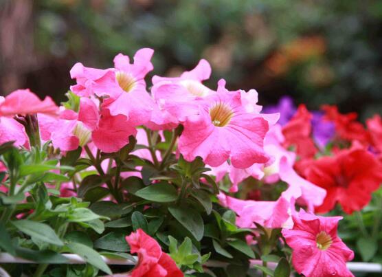 牽?；ǖ奶攸c(diǎn)有哪些，細(xì)數(shù)牽?；筇攸c(diǎn)