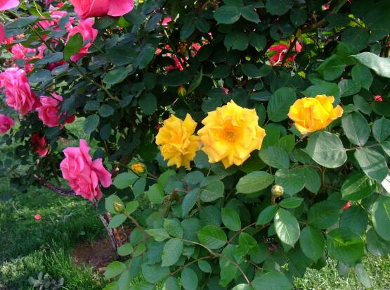 月季花的資料，享譽(yù)中國(guó)的花中皇后