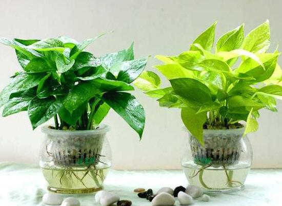 綠蘿怎么澆水，啤酒澆綠蘿的正確方法