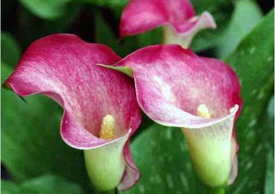 馬蹄蓮怎么澆水，馬蹄蓮多久澆水一次（三天澆次水）