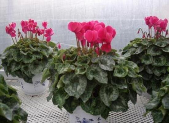 仙客來種子什么時候種，仙客來種子多久發(fā)芽