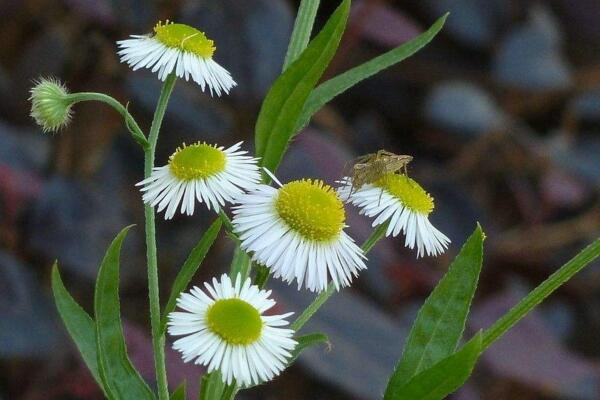 雛菊開花后怎么處理，及時(shí)修剪并做好遮陰處理
