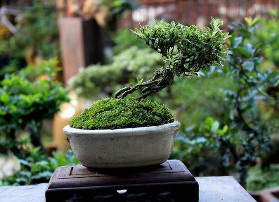 六月雪有毒嗎，六月雪可以養(yǎng)殖在室內(nèi)嗎