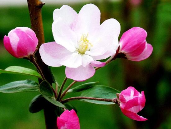 海棠花有毒嗎，海棠花能在室內(nèi)養(yǎng)嗎