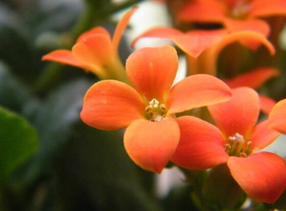 海棠花爛根怎么辦，海棠花爛根解決辦法