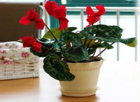 仙客來的風(fēng)水?dāng)[放位置，書房擺放仙客來能帶來好運