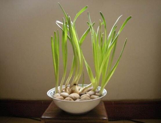 水仙花水養(yǎng)怎么選盆，選圓形、橢圓形、淺盆、淺盤最為合適