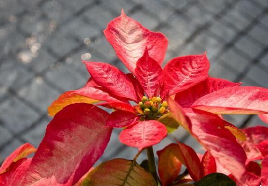 家中養(yǎng)一品紅有什么好處，家中有孕婦能養(yǎng)一品紅嗎