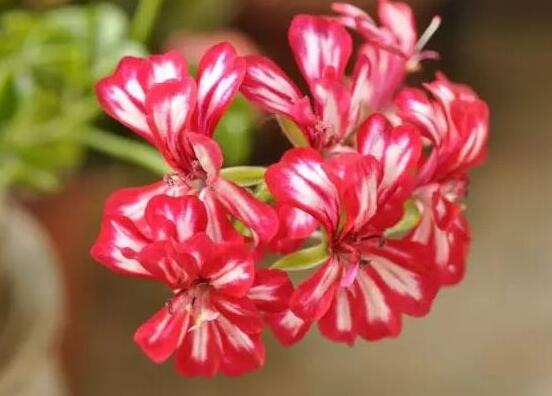 天竺葵有毒嗎，天竺葵可以放在臥室養(yǎng)嗎