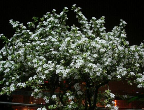 六月雪用什么土栽培好，結(jié)構(gòu)疏松、排水透氣、富含腐殖質(zhì)沙質(zhì)土壤最佳