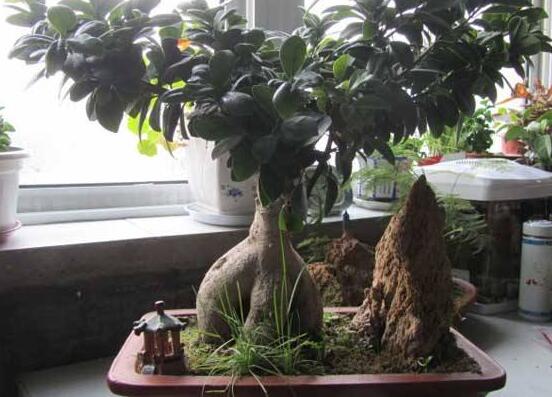 榕樹盆景怎么養(yǎng)，榕樹盆景養(yǎng)殖注意六大要素