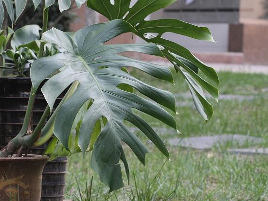 龜背竹有幾個品種，細數(shù)龜背竹六大品種