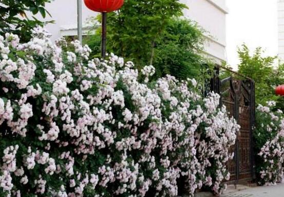 薔薇花幾年能爬滿墻，薔薇花爬墻辦法