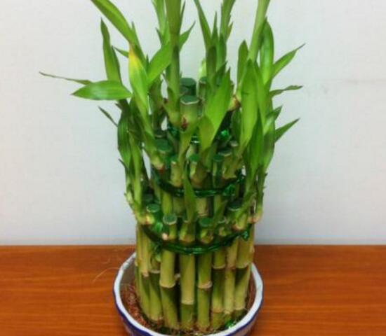 富貴竹施肥用什么肥料，富貴竹施什么肥好