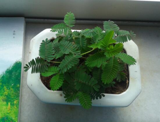 含羞草有什么藥用價值，含羞草的功效與作用