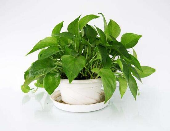 怎樣制作綠蘿盆景，教你簡單四個步驟就可完成