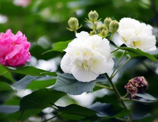 芙蓉花的花語和傳說，代表著脫俗持久、高潔之士、纖細之美