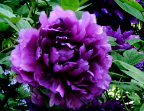 牡丹花花語大全，淡淡的愛、無私的付出(不同顏色不同花語)