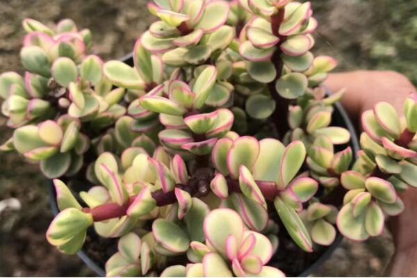 雅樂之舞怎么養(yǎng)，想養(yǎng)好雅樂之舞以下技巧必須要掌握