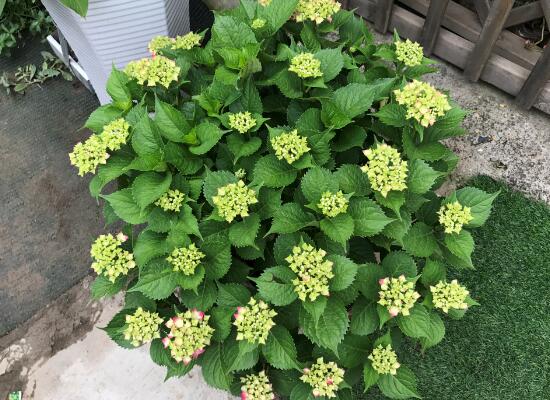 繡球花什么時候開花，繡球花一年開幾次花