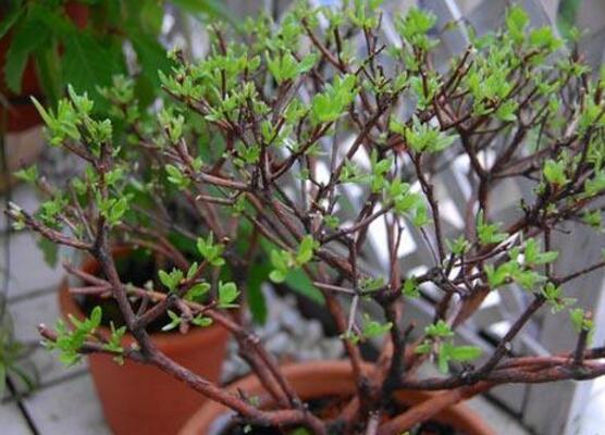 杜鵑花怎么修剪，杜鵑花修剪方法