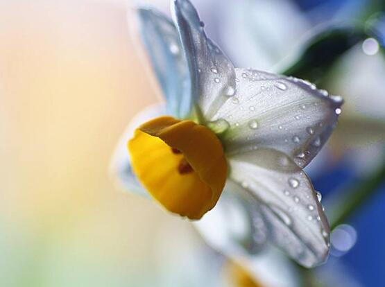 水仙花怎么施肥，水仙花施肥方法