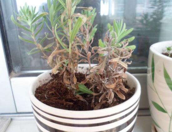 薰衣草葉子干枯怎么辦，教你正確的補(bǔ)救方法